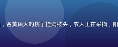 山东肥城桃产地实拍，金黄硕大的桃子挂满枝头，农人正在采摘，阳光照射下色泽金灿灿